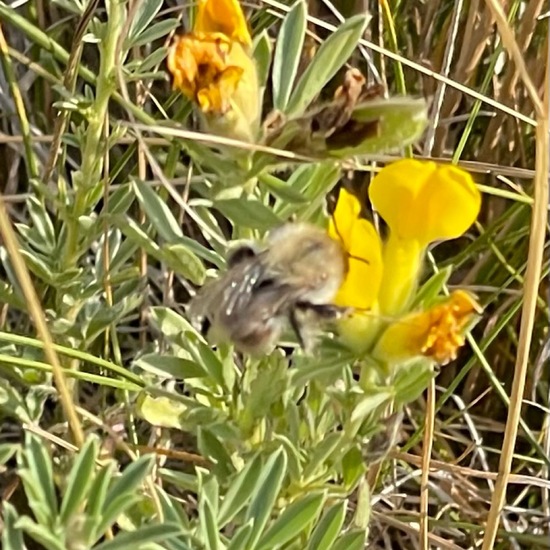 Bombus pascuorum: Animal in nature in the NatureSpots App