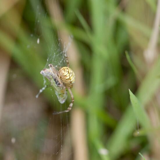 Argiope bruennichi: Animal in habitat Natural Meadow in the NatureSpots App