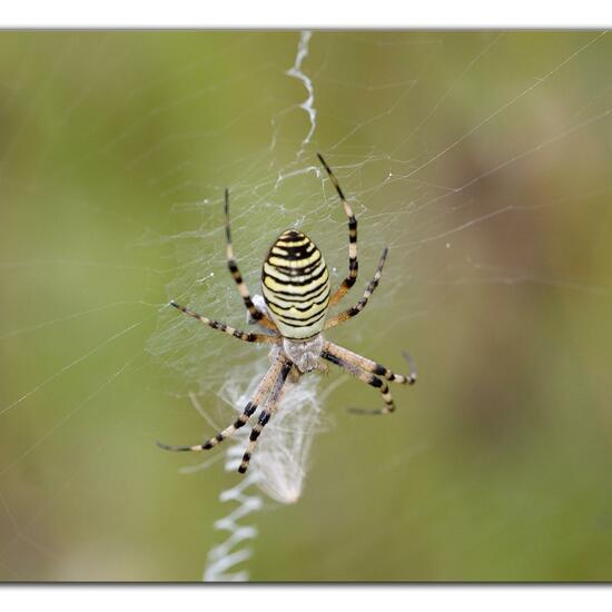 Argiope bruennichi: Animal in habitat Natural Meadow in the NatureSpots App