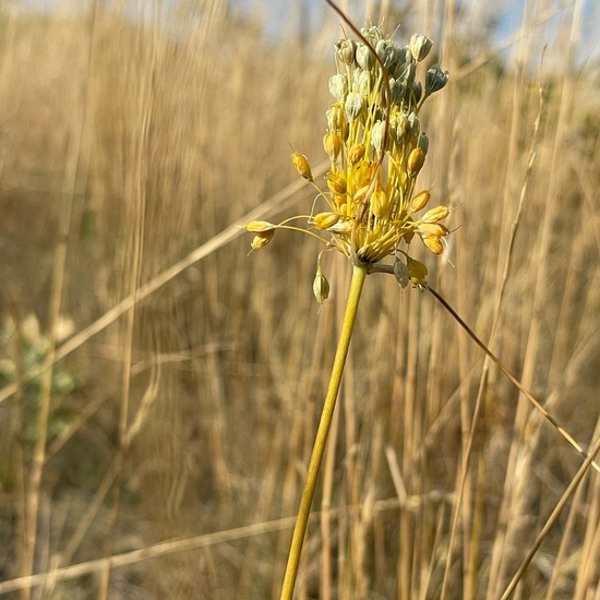 Allium flavum: Plant in habitat Grassland in the NatureSpots App