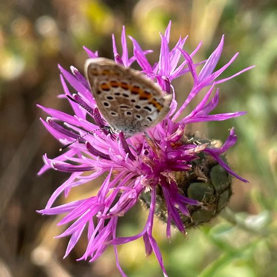 Centaurea scabiosa: Plant in habitat Semi-natural grassland in the NatureSpots App