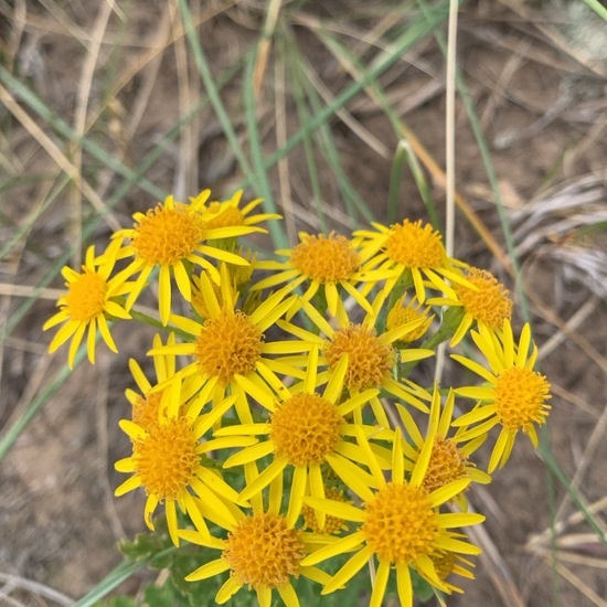 Chamois Ragwort: Plant in habitat Shrubland in the NatureSpots App