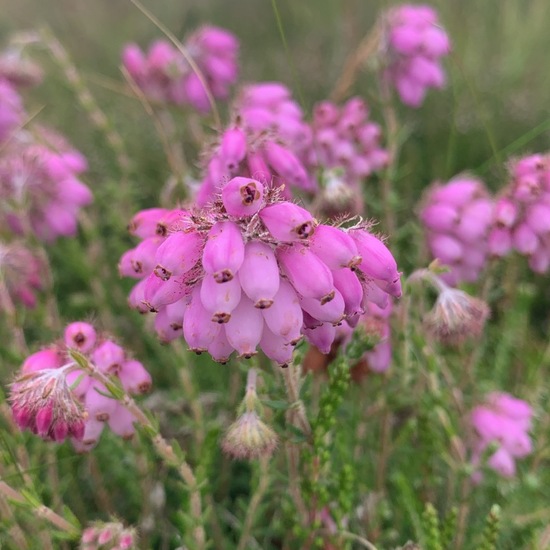 Erica cinerea: Plant in habitat Shrubland in the NatureSpots App