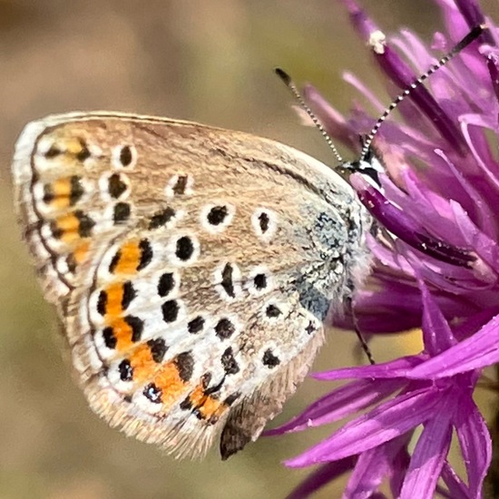 Plebejus arguscalliopisvalesiaca: Animal in habitat Grassland in the NatureSpots App