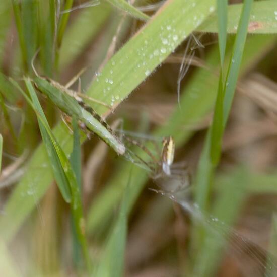 Argiope bruennichi: Animal in habitat Natural Meadow in the NatureSpots App