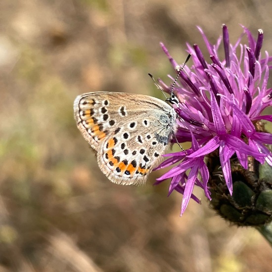 Plebejus arguscalliopisvalesiaca: Animal in habitat Grassland in the NatureSpots App