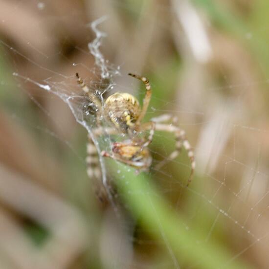 Argiope bruennichi: Animal in habitat Natural Meadow in the NatureSpots App