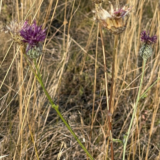 Centaurea scabiosa: Plant in habitat Semi-natural grassland in the NatureSpots App