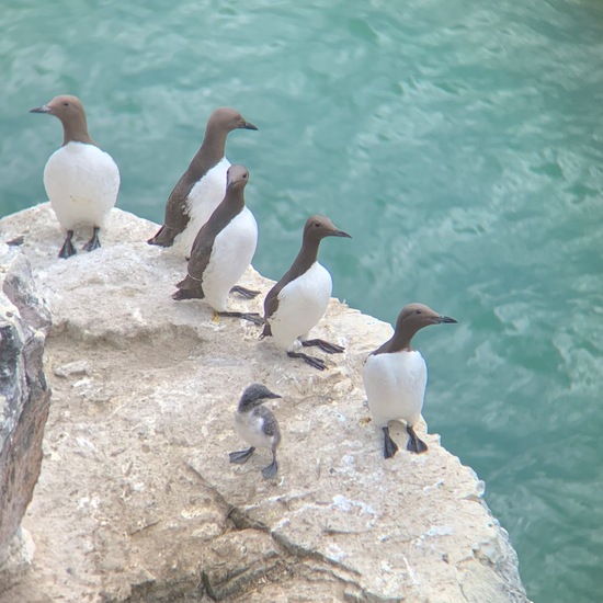 Uria aalge: Animal in habitat Rocky coast in the NatureSpots App