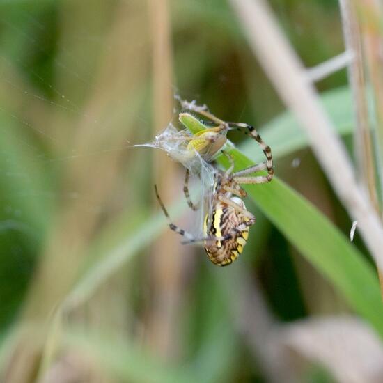 Argiope bruennichi: Animal in habitat Natural Meadow in the NatureSpots App