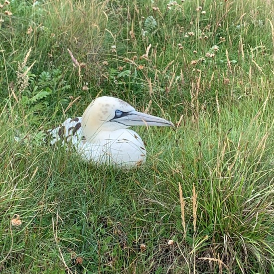 Northern Gannet: Animal in habitat Rocky coast in the NatureSpots App