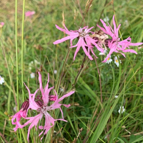 Lychnis flos-cuculi: Plant in habitat Shrubland in the NatureSpots App