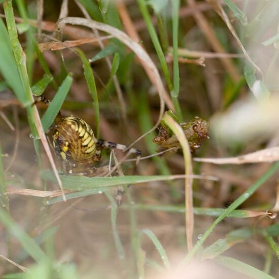 Argiope bruennichi: Animal in habitat Natural Meadow in the NatureSpots App