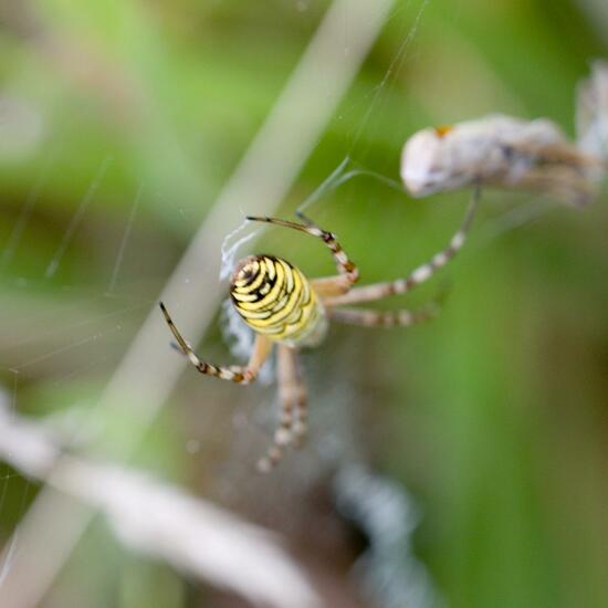 Argiope bruennichi: Animal in habitat Natural Meadow in the NatureSpots App