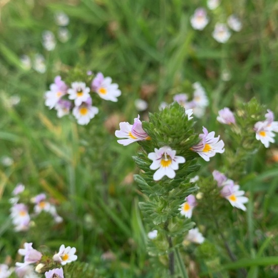 Euphrasia: Plant in habitat Shrubland in the NatureSpots App