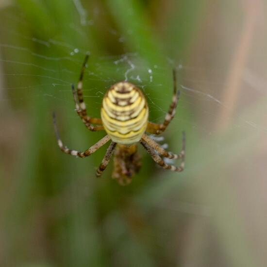 Argiope bruennichi: Animal in habitat Natural Meadow in the NatureSpots App