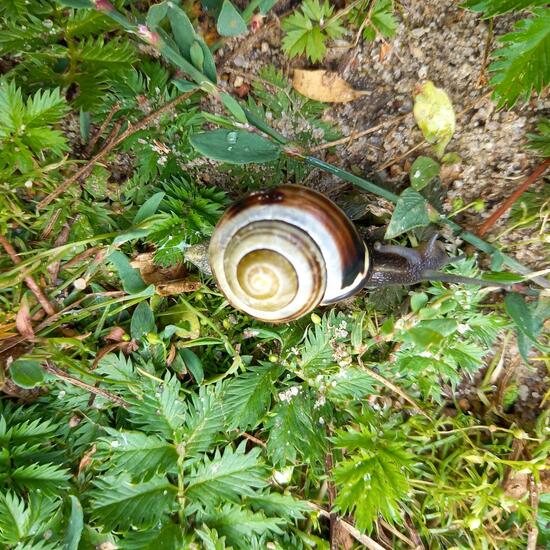 Gastropoda: Animal in nature in the NatureSpots App