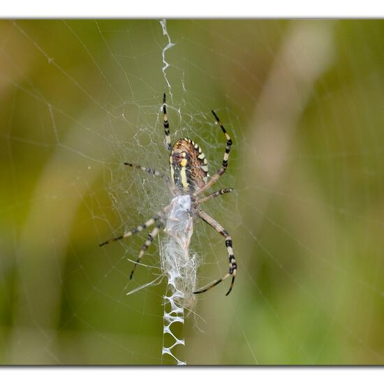 Argiope bruennichi: Animal in habitat Natural Meadow in the NatureSpots App