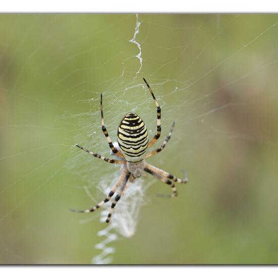 Argiope bruennichi: Animal in habitat Natural Meadow in the NatureSpots App