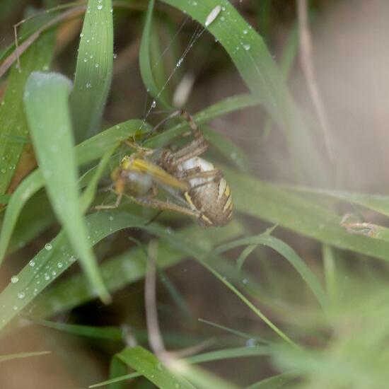 Argiope bruennichi: Animal in habitat Natural Meadow in the NatureSpots App