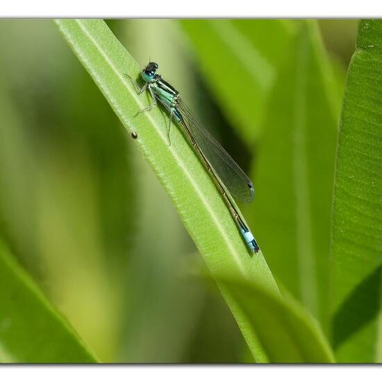 Blue-tailed damselfly: Animal in habitat Garden in the NatureSpots App