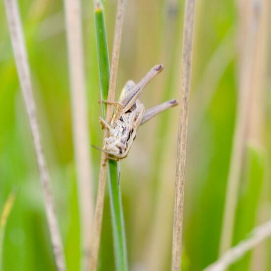 Platycleis albopunctata: Animal in habitat Natural Meadow in the NatureSpots App