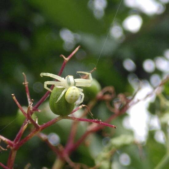 Misumena vatia: Animal in habitat Garden in the NatureSpots App