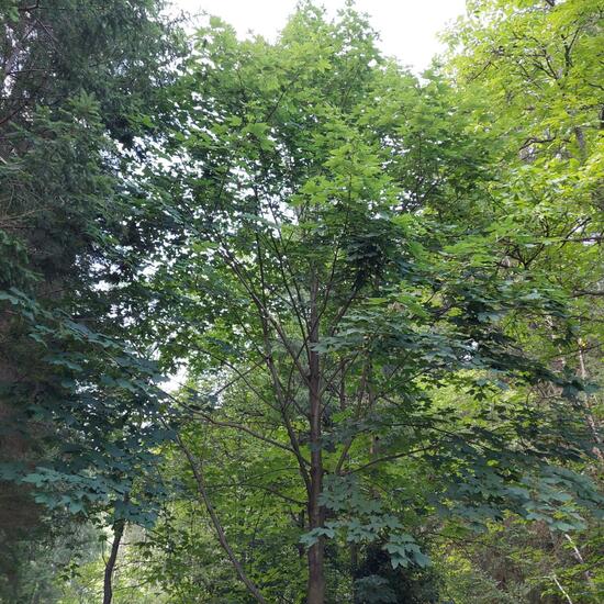 Acer pseudoplatanus: Plant in nature in the NatureSpots App