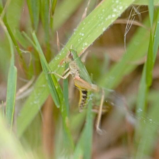 Pseudochorthippus parallelus: Animal in habitat Natural Meadow in the NatureSpots App