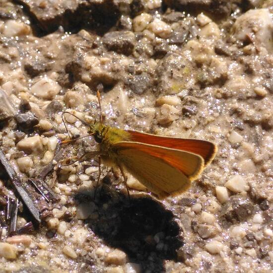 Small Skipper: Animal in habitat Temperate forest in the NatureSpots App