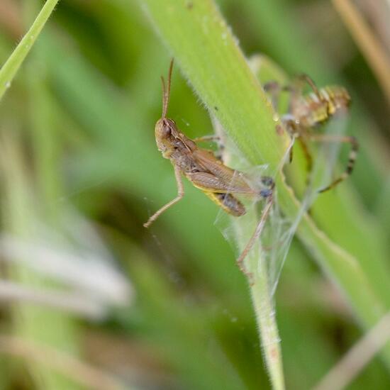 Chorthippus albomarginatus: Animal in habitat Natural Meadow in the NatureSpots App