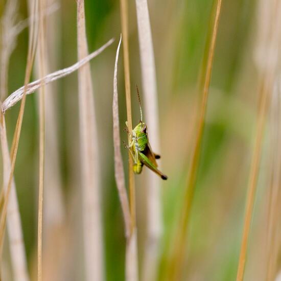 Pseudochorthippus parallelus: Animal in habitat Natural Meadow in the NatureSpots App