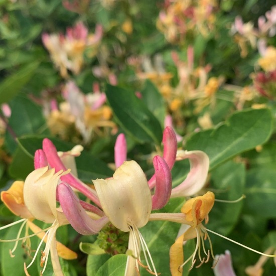 Lonicera caprifolium: Plant in habitat Shrubland in the NatureSpots App