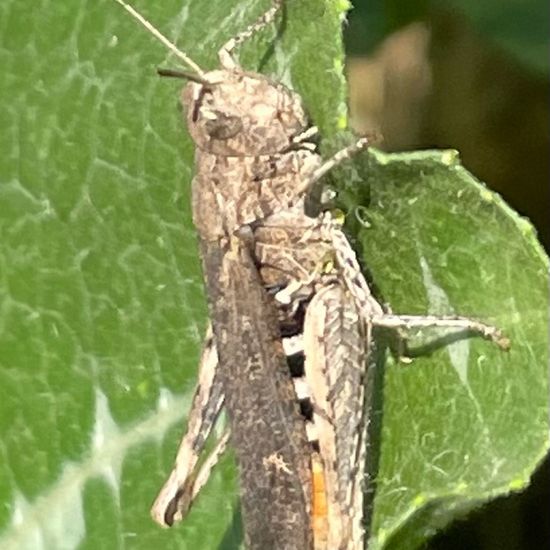 Common field grasshopper: Animal in habitat Garden in the NatureSpots App