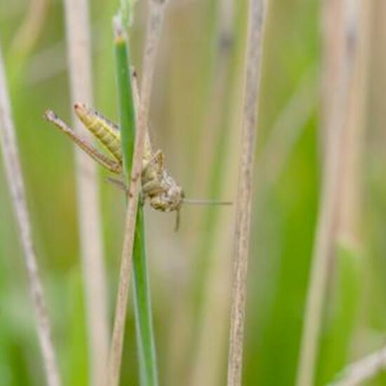 Platycleis albopunctata: Animal in habitat Natural Meadow in the NatureSpots App