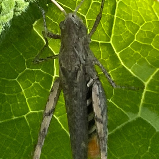 Common field grasshopper: Animal in habitat Garden in the NatureSpots App