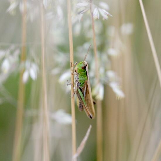 Pseudochorthippus montanus: Animal in habitat Natural Meadow in the NatureSpots App