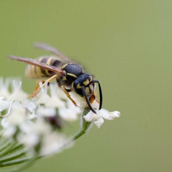 Vespula vulgaris: Animal in habitat Natural Meadow in the NatureSpots App