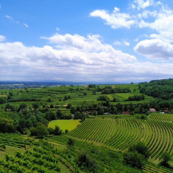 Landscape: Agriculture in habitat Vineyard in the NatureSpots App