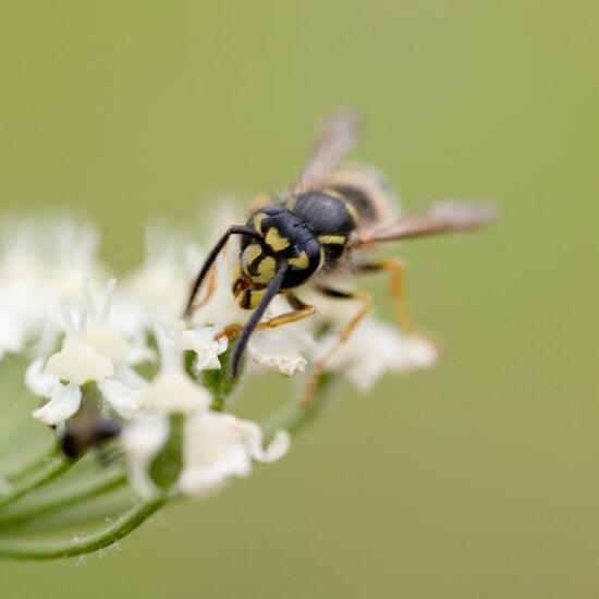 Tolmerus cingulatus: Animal in habitat Natural Meadow in the NatureSpots App