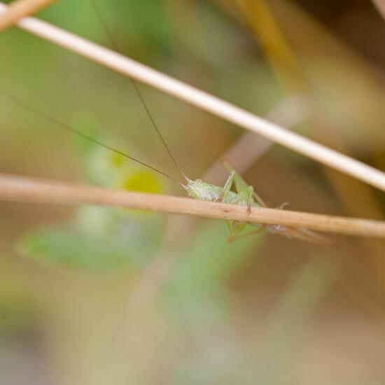 Long-winged conehead: Animal in habitat Natural Meadow in the NatureSpots App