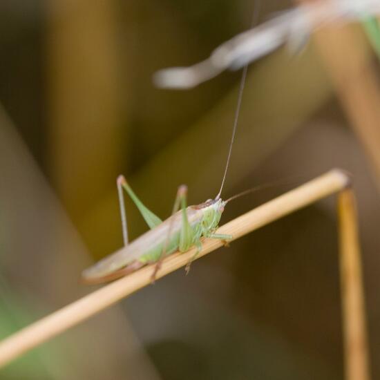 Long-winged conehead: Animal in habitat Natural Meadow in the NatureSpots App