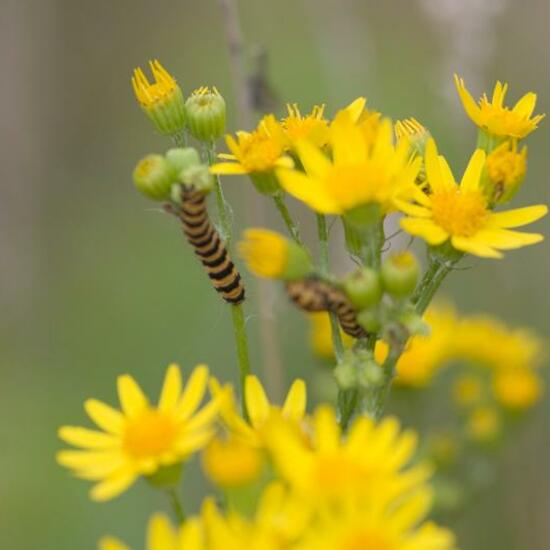 Tolmerus cingulatus: Animal in habitat Natural Meadow in the NatureSpots App