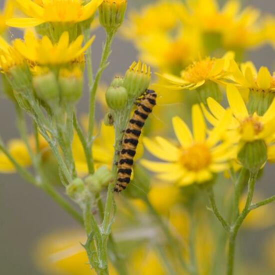 Cinnabar moth: Animal in habitat Natural Meadow in the NatureSpots App