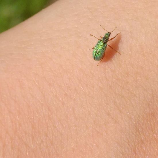 Green Immigrant Leaf Weevil: Animal in habitat Semi-natural grassland in the NatureSpots App