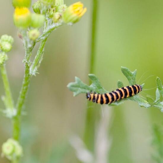 Cinnabar moth: Animal in habitat Natural Meadow in the NatureSpots App