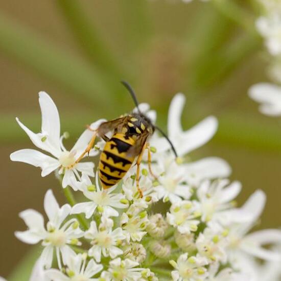 Tolmerus cingulatus: Animal in habitat Natural Meadow in the NatureSpots App