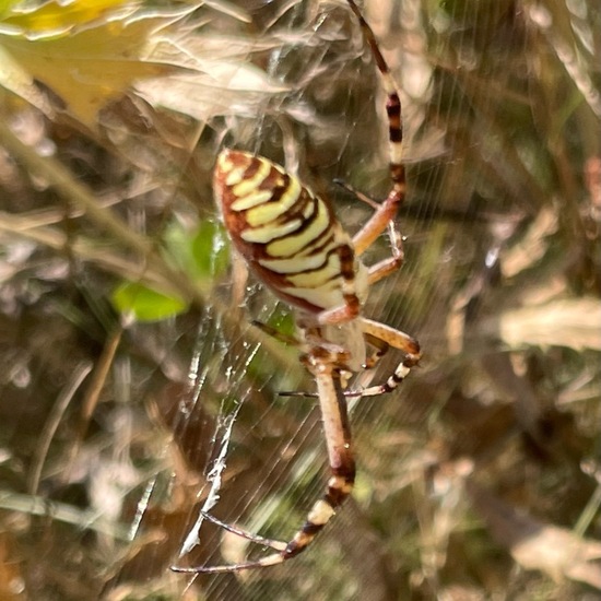 Argiope bruennichi: Animal in habitat Garden in the NatureSpots App