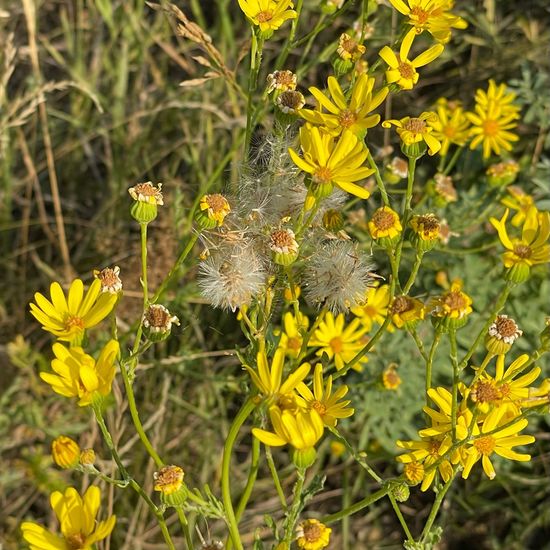 Senecio jacobaea: Plant in nature in the NatureSpots App