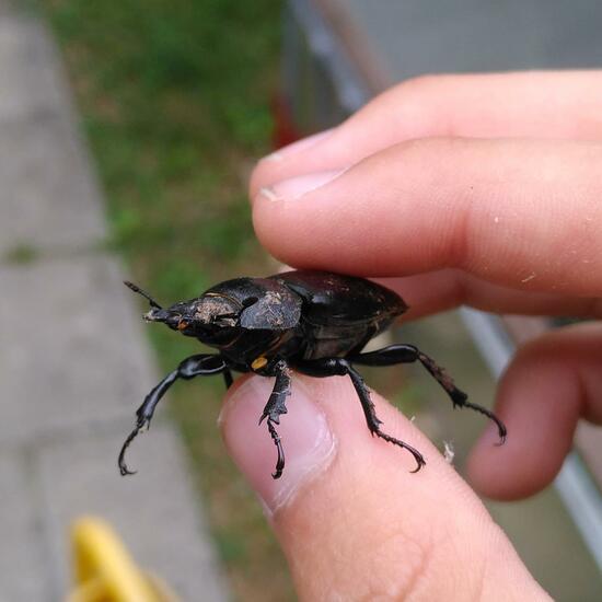 Dorcus parallelipipedus: Animal in habitat Garden in the NatureSpots App